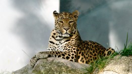 Protecting the Amur Leopard, a Critically Endangered Species